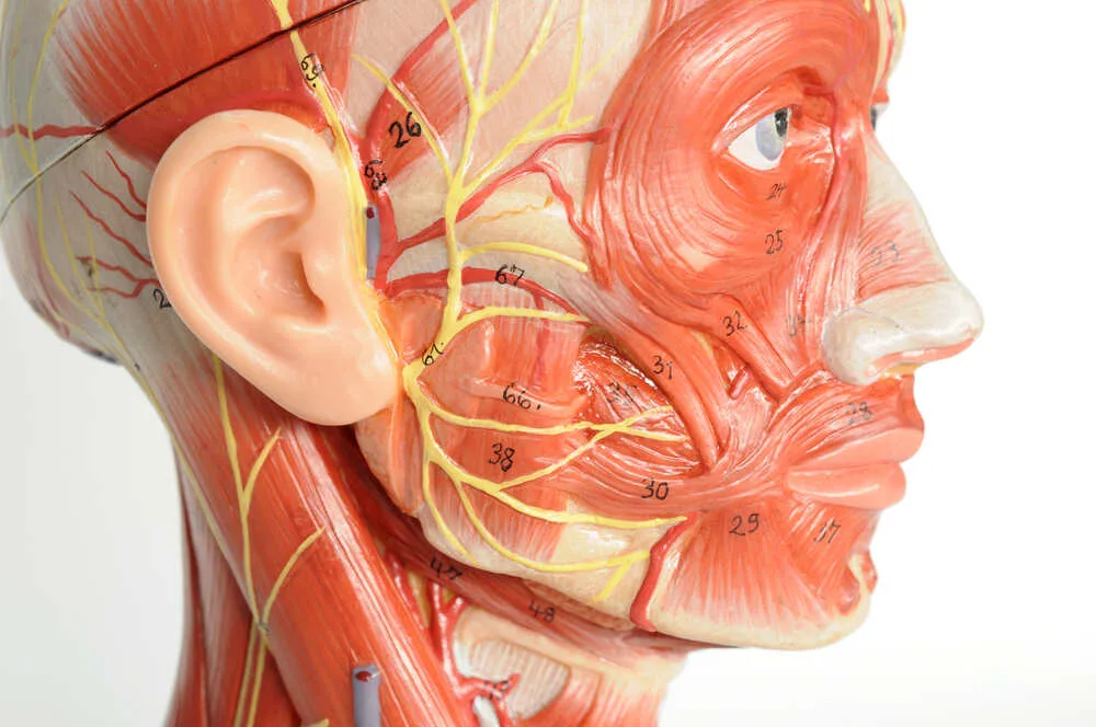A model of a face showing muscles and vascular system
